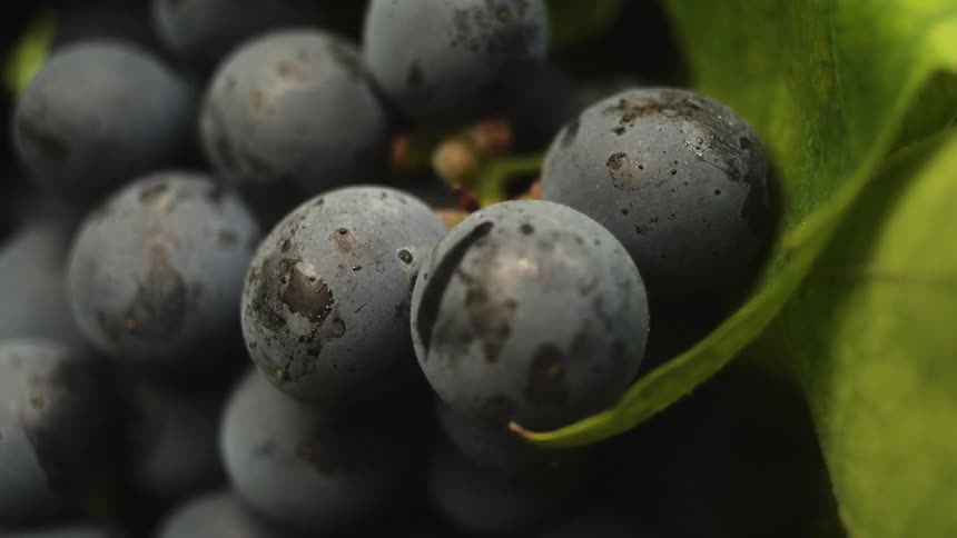 Plump purple grapes on a vine