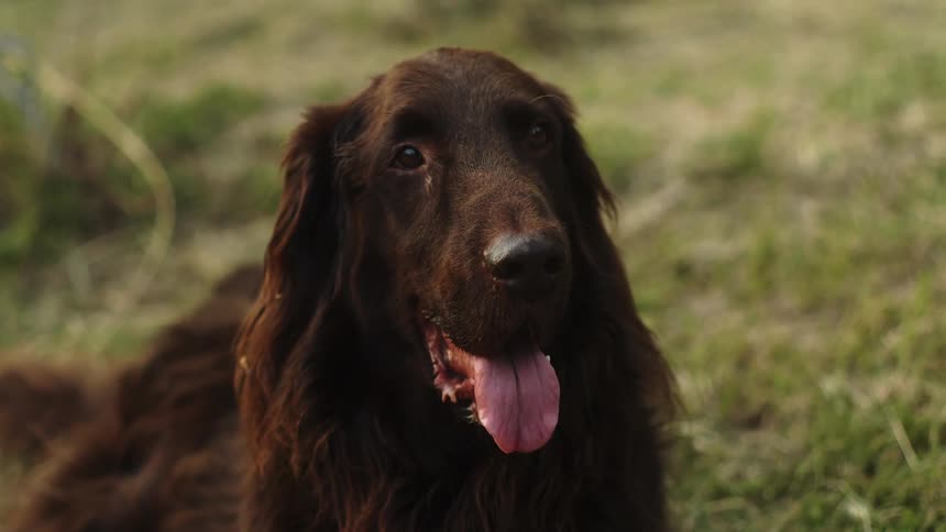 A dog is panting as it lays in the grass in daylight