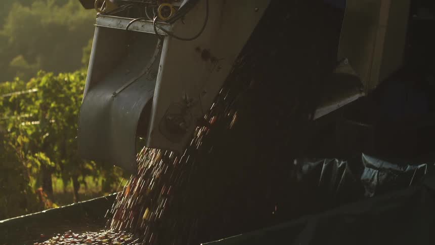Machinery unloads grapes on a vineyard