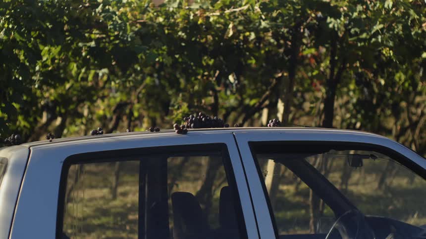 Bunch of grapes on top of car in vineyard