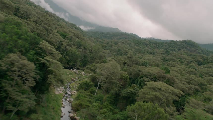 A river is winding through a rainforest beneath cloudy skies