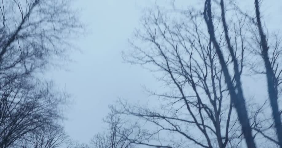 Leafless tree stands still