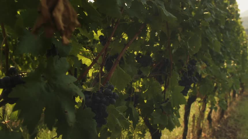 The trees are full of large grapes