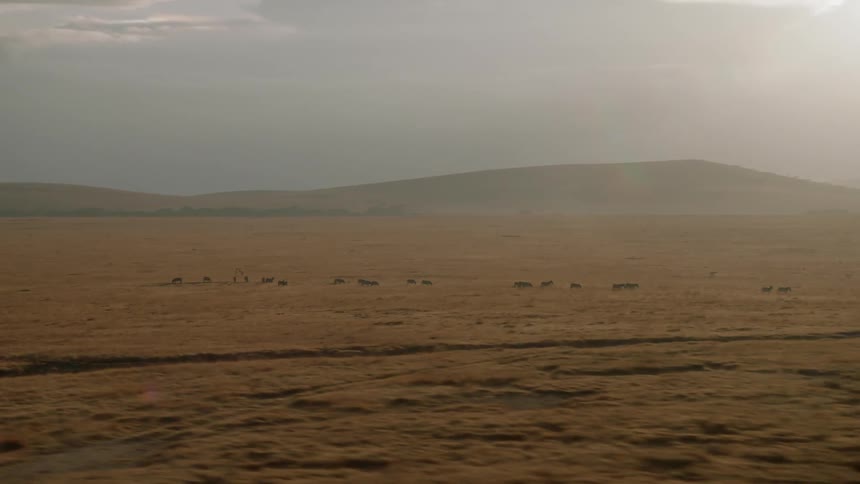 A herd of animals is grazing in a natural setting in daylight
