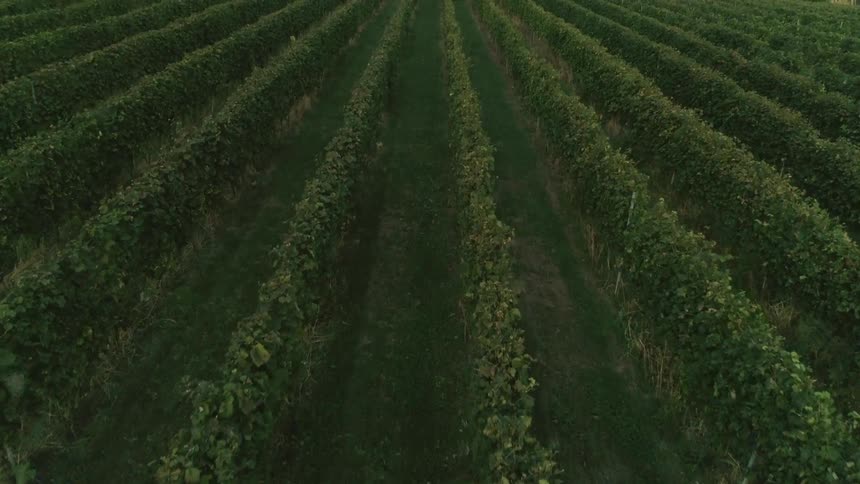 Rows of plants in vineyard