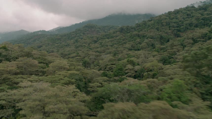 The hills are covered with lush tall trees