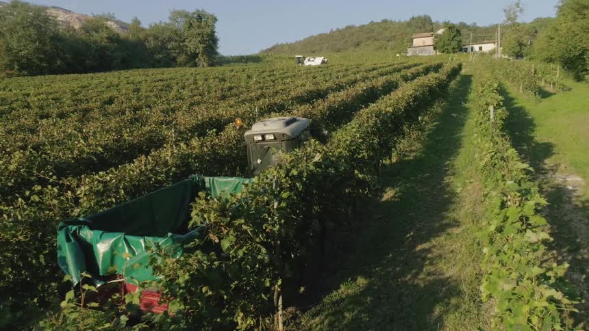 A harvester is driving through a vineyard on a sunny day