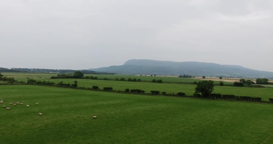 Sheep running in a green field on a cloudy day