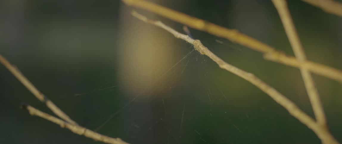 A spider web is built on barren tree branches