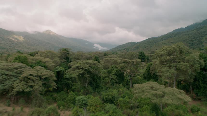 The forest lines the range of hills ahead