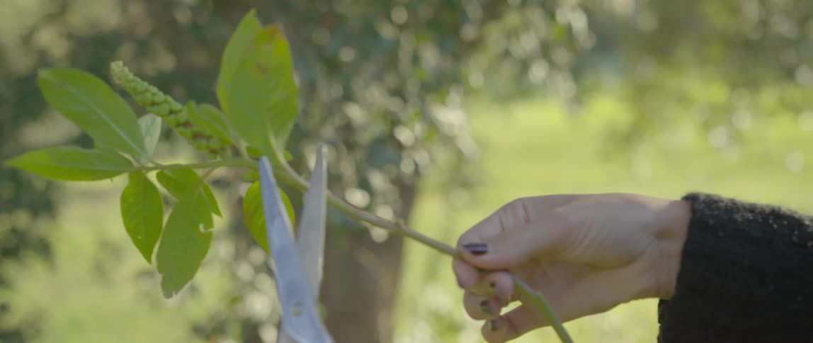 A woman is playing with a plant