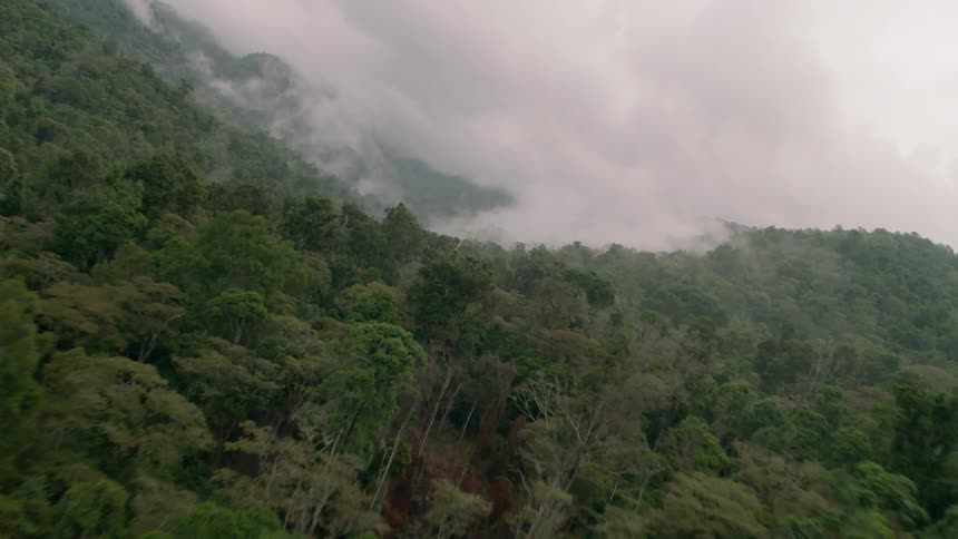Tall trees lead to a mountain with clouds rolling over it