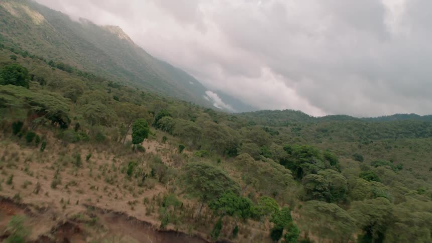 The tall green trees lead to a mountain ahead