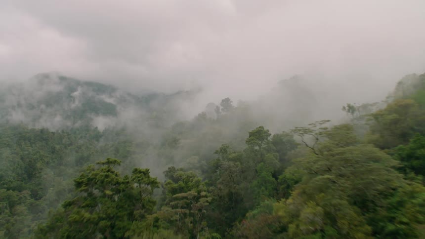 The fog is covering the forest on these mountains