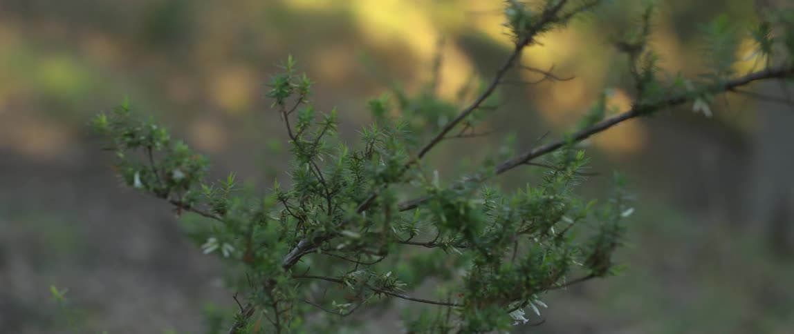 Close up of some branches on a sunny day