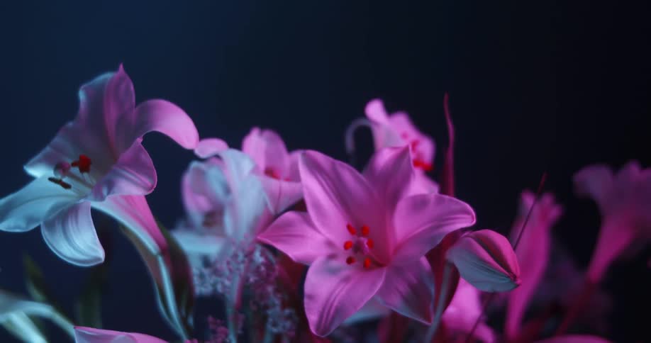 A vase of flowers are displayed in a dim room