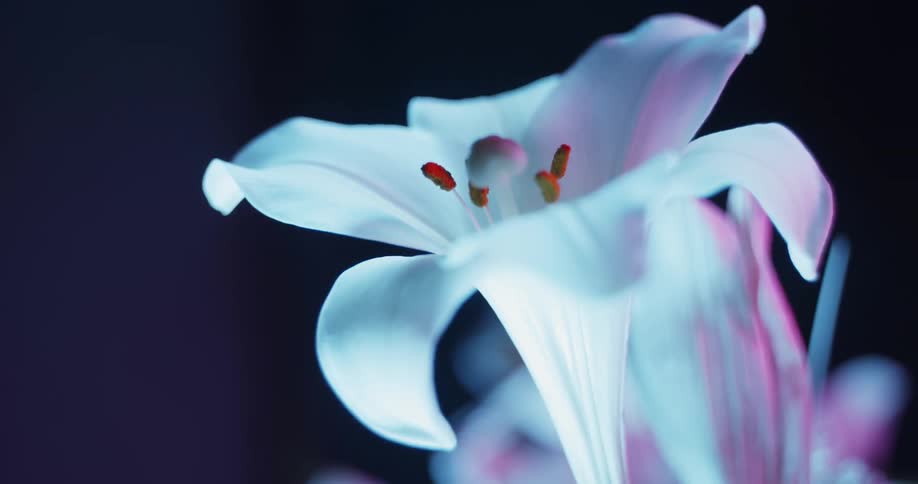 A light is shined on a white flower