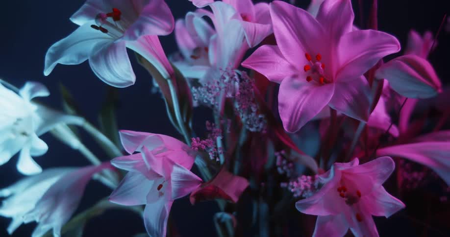 White and pink flowers atop their stems