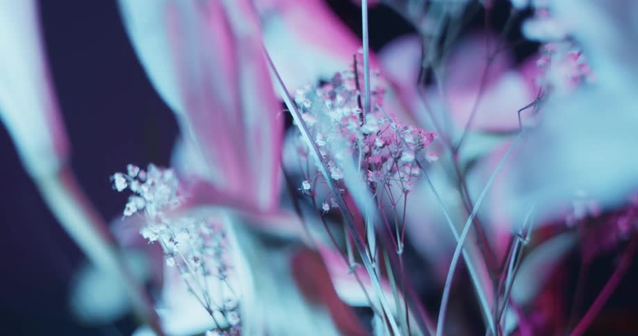 Pinkish hued flowers turning slowly in bluish light