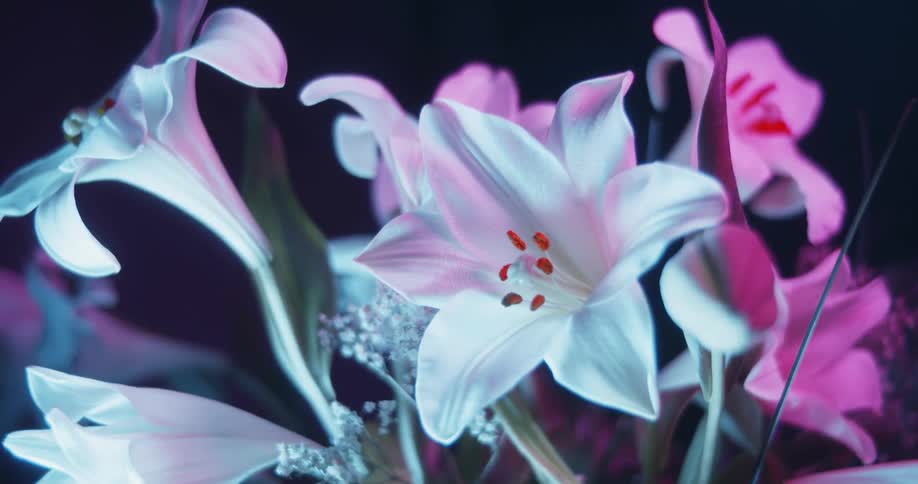 White and pink flowers atop their stems