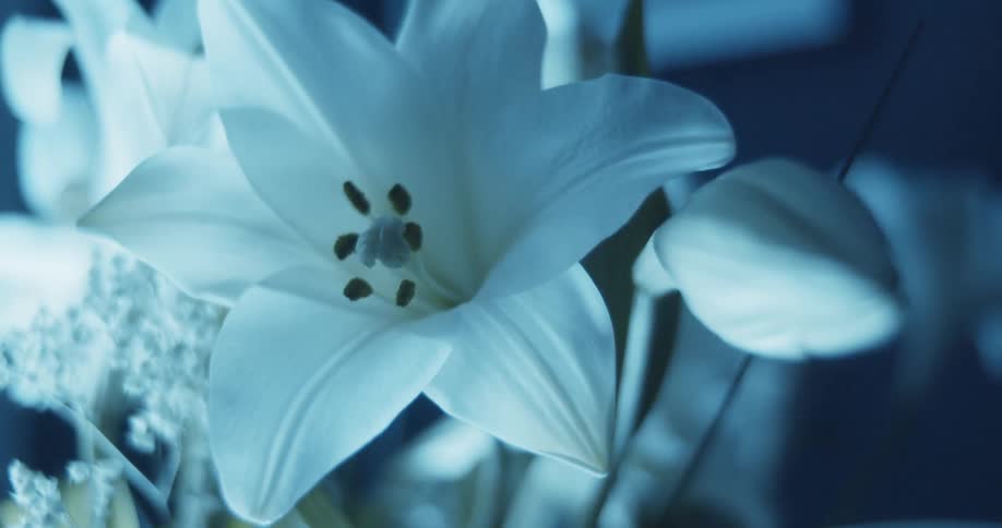 A light shines on white flowers