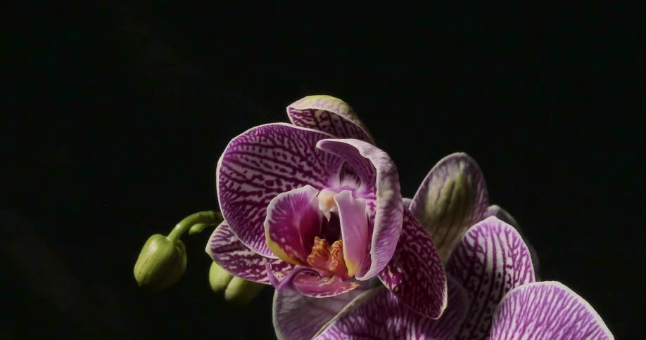 The flower slowly blooms in the dark area