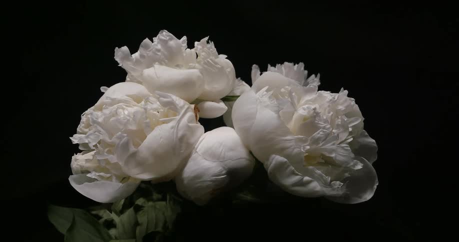 Several white flowers slowly open