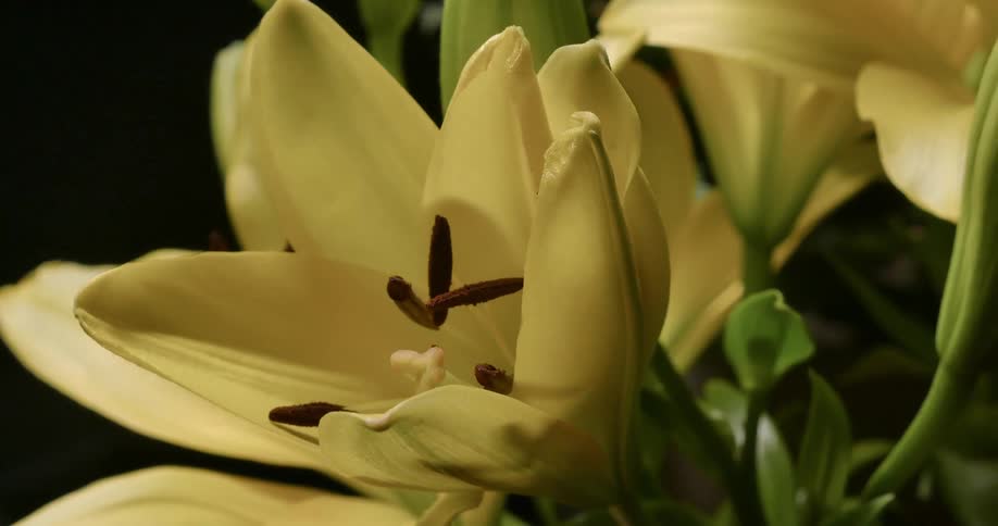 The yellow flower slow blooms out
