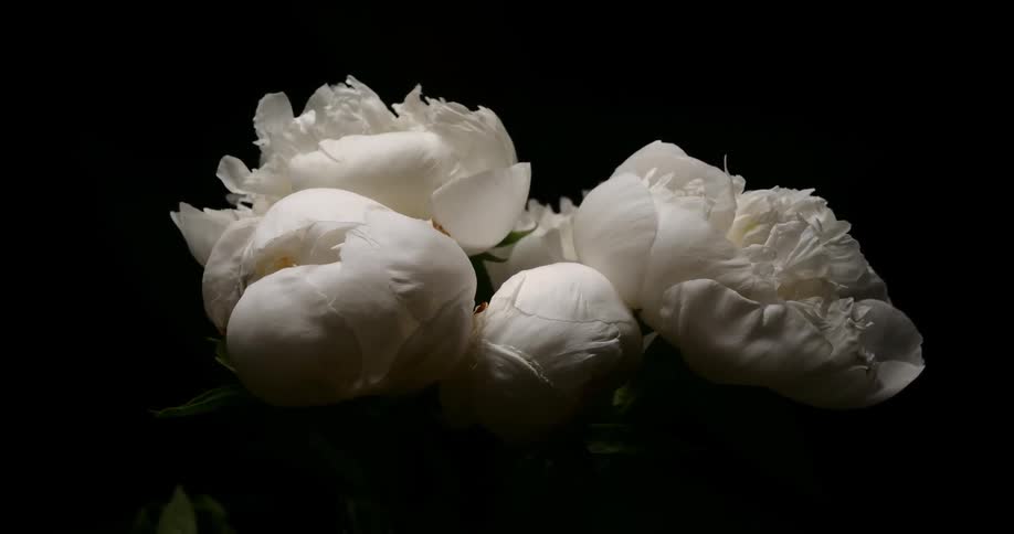 The white flowers slowly bloom together