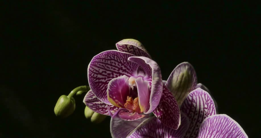 A purple flower slowly opens