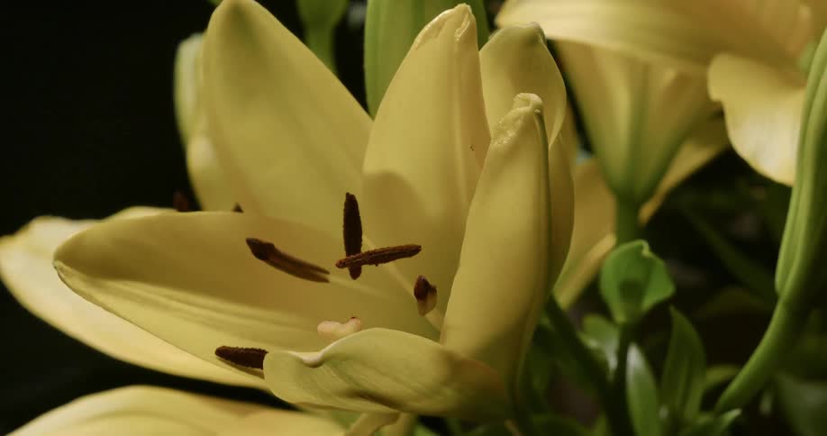 White flower in a bouquet slowly opens