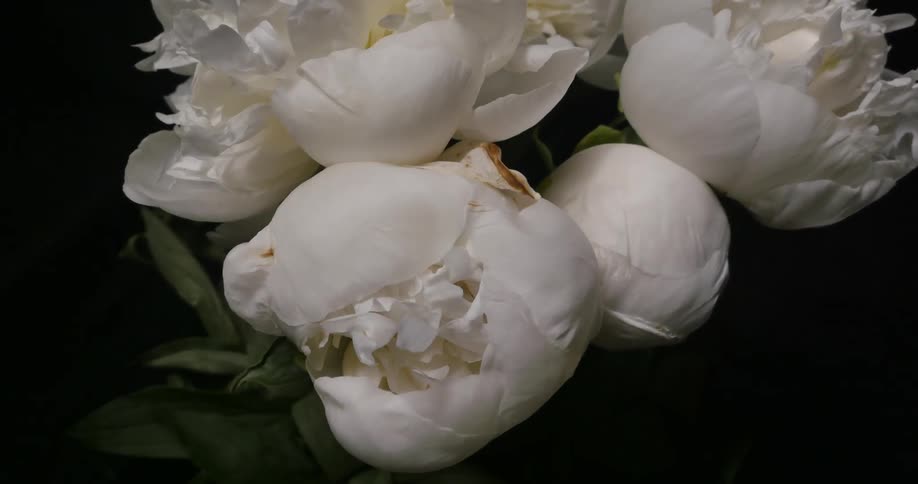 The white flowers slowly bloom