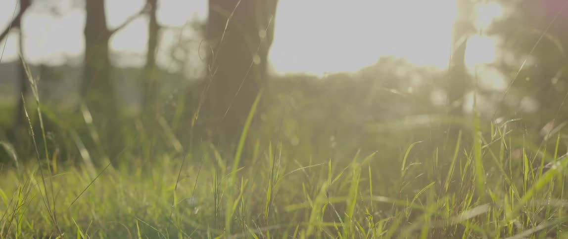 A close up shot of sun shining on grass under a tree