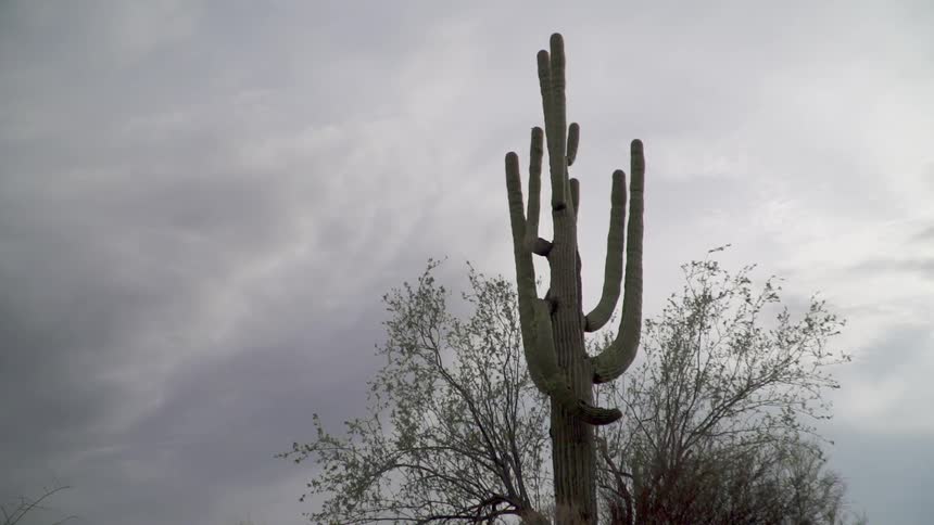 Cactus growing in the desert on a very cloudy day