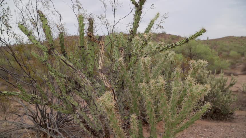 Desert cactus