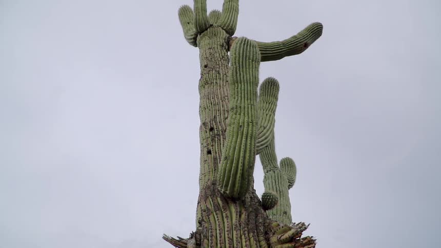 A cactus stands tall in the desert