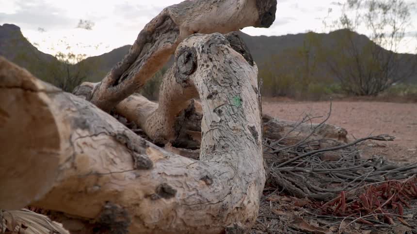 A piece of tree log sits in the middle of the dirt