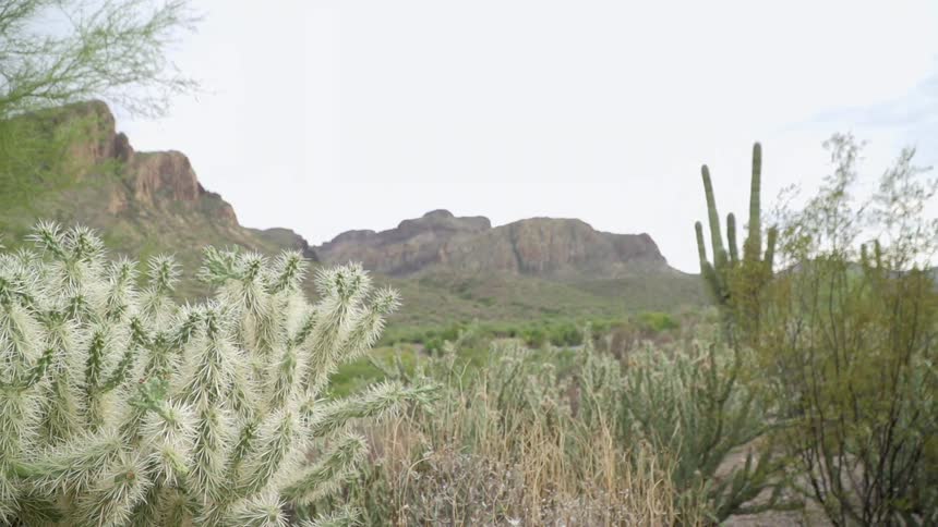 Cacti and brush in a desert with tall rocky hills in the background