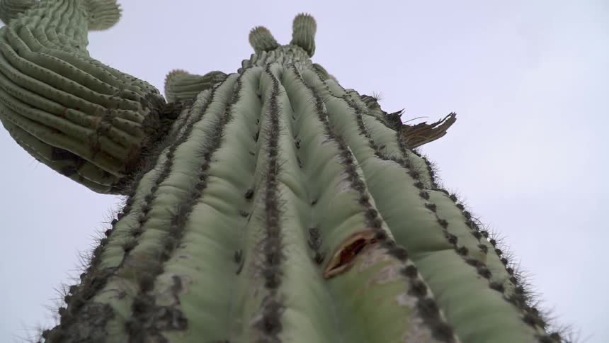 A large cactus reaches into the cloudy sky