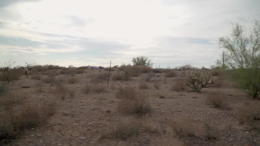Plains covered in bushes and cacti