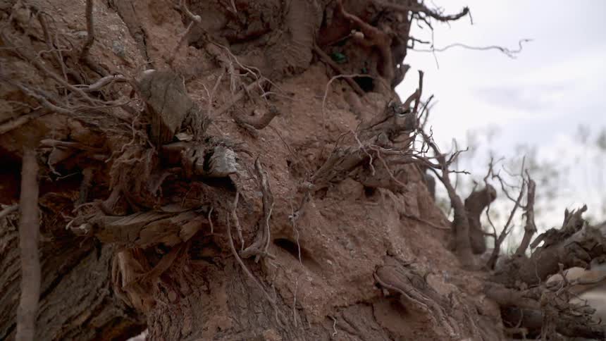 An uprooted tree is on its side