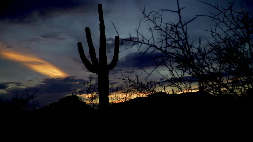 A cactus stands tall in the desert