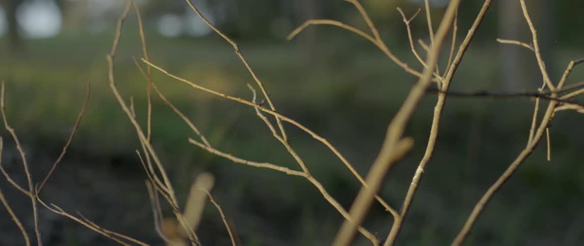 Up close of a small tree