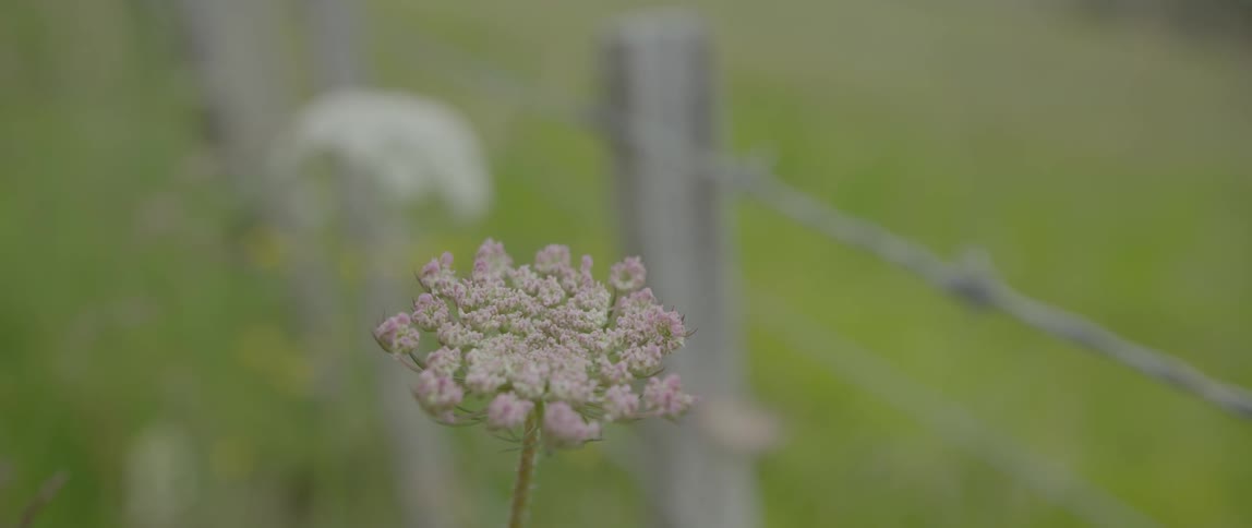 Flowers are growing in the field