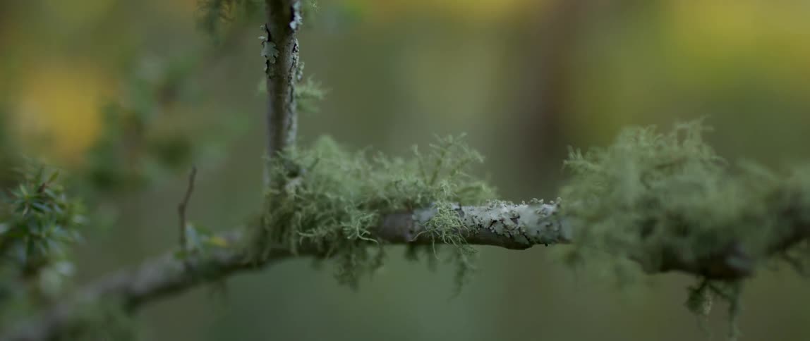 Moss is growing on a limb