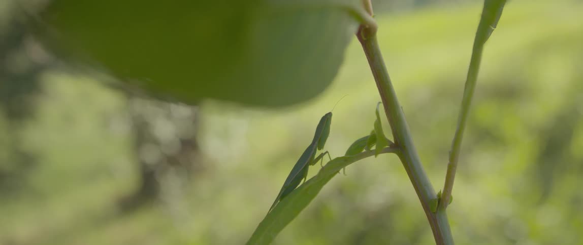 A bug rests on a leaf