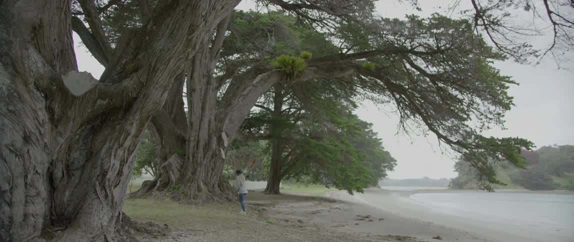 A person is walking toward a tree