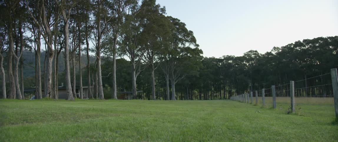 Trees grow near a fenced in area on a house property