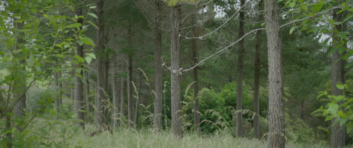 Trees are growing i the forest
