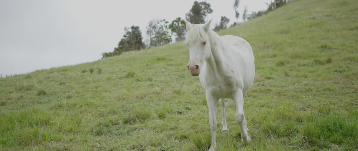 A horse walks around a grassy rural property